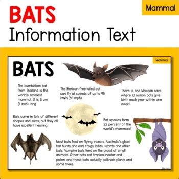 蝙蝠跑進來家裡|蝙蝠資訊站 Bats information about Taiwan